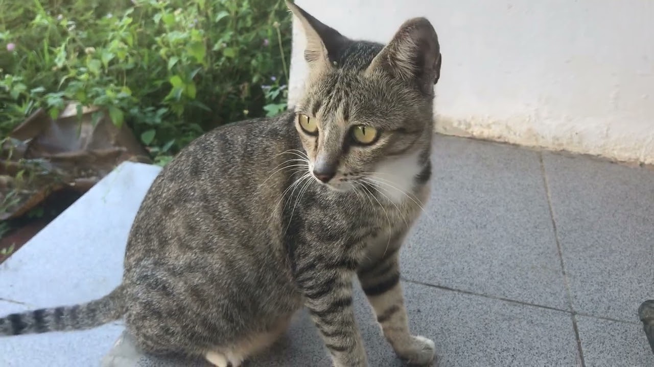 Funny & Cute Cat Video That Brightens Your Day