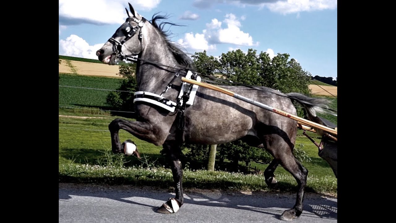 Grayfer- Registered Standardbred Gelding