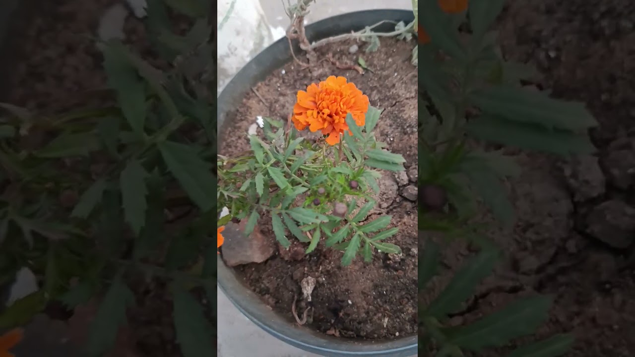 هعلمك في الفيديو ده ازاي تراعى النبات بتاعك 