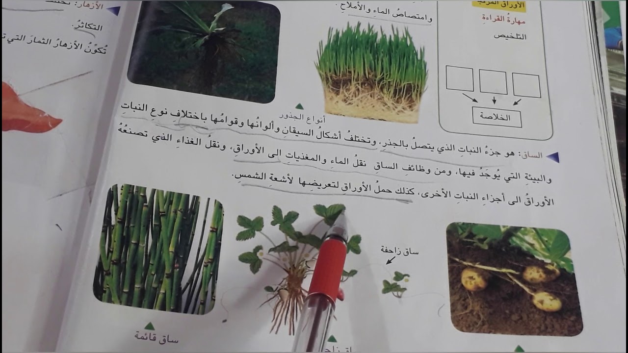 النباتات المركبه .علوم الصف الرابع الابتدائي ص ٣٦ .ست مريم