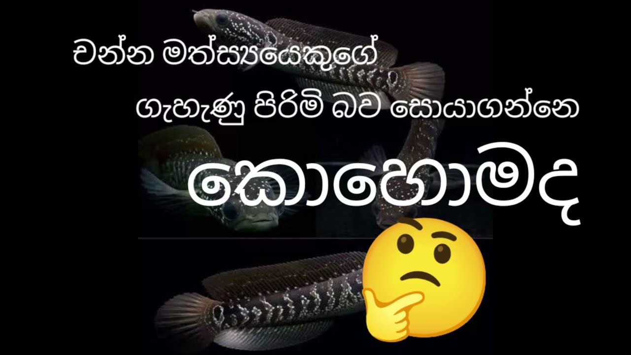 නයි ඔලුවන්ගෙ ගැහැණු පිරිමි බව හදුනාගැනීම How to find gender of snakehead  #fishcare #snakhead 