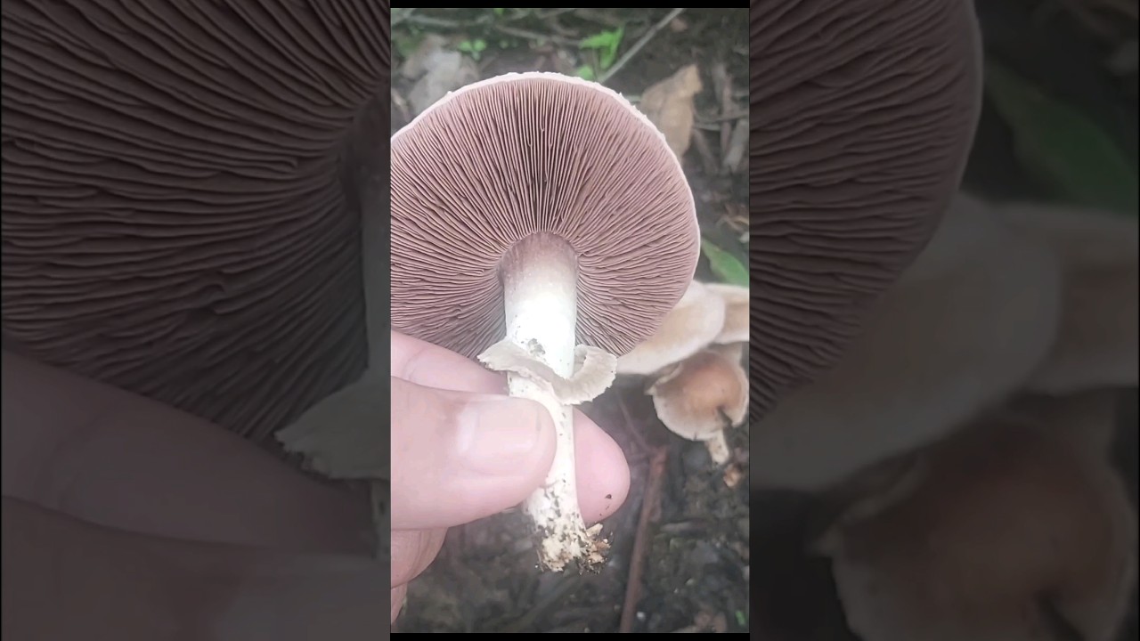 Fascinating mini umbrellas!🍄 🏖 #subscribe #share #like #nature #mushroom #mini #peace #beauty