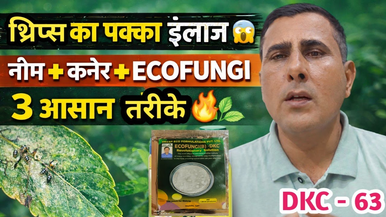 👉 थ्रिप्स कंट्रोल का पक्का समाधान | नीम तेल + कनेर + ECOFUNGI B-DKC 🌱🔥