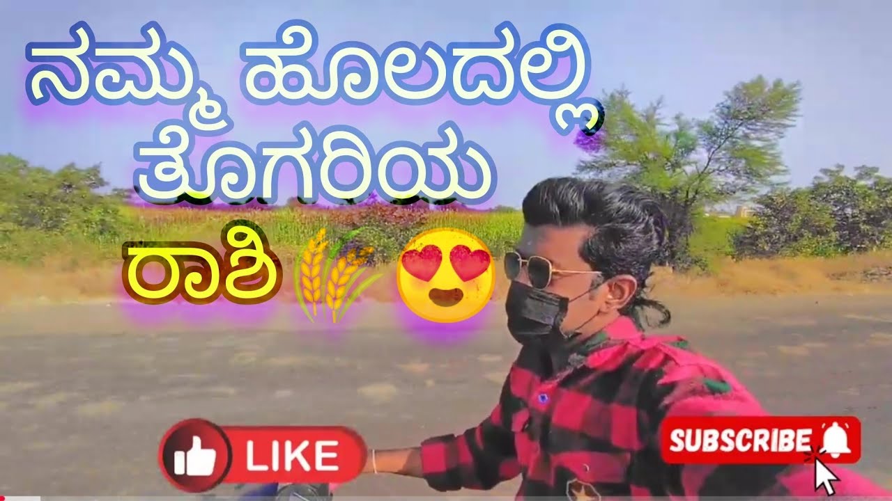 ನಮ್ಮ ಹೊಲದಲ್ಲಿ ತೊಗರಿಯ ರಾಶಿ🌾😍🤩 ( The land tur daal Namma Kalaburgi)