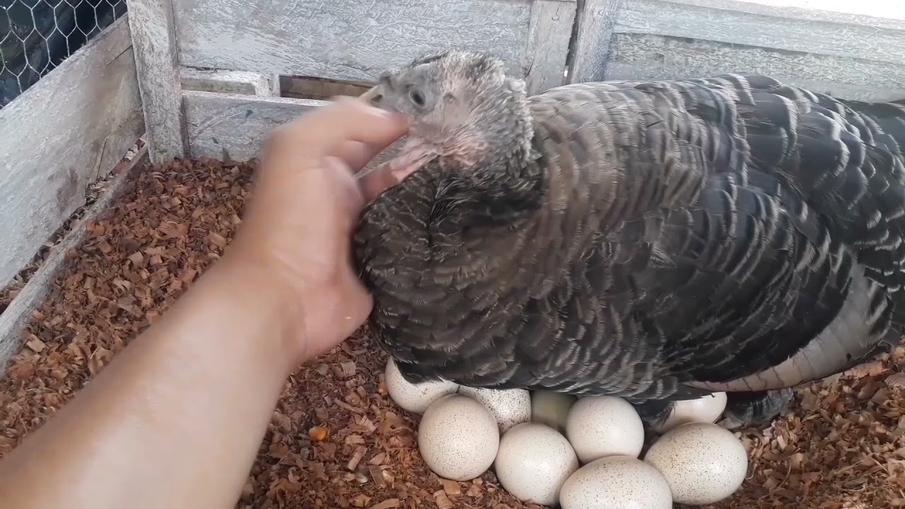 Criacão de peru e Galinha   Aves Caipiras