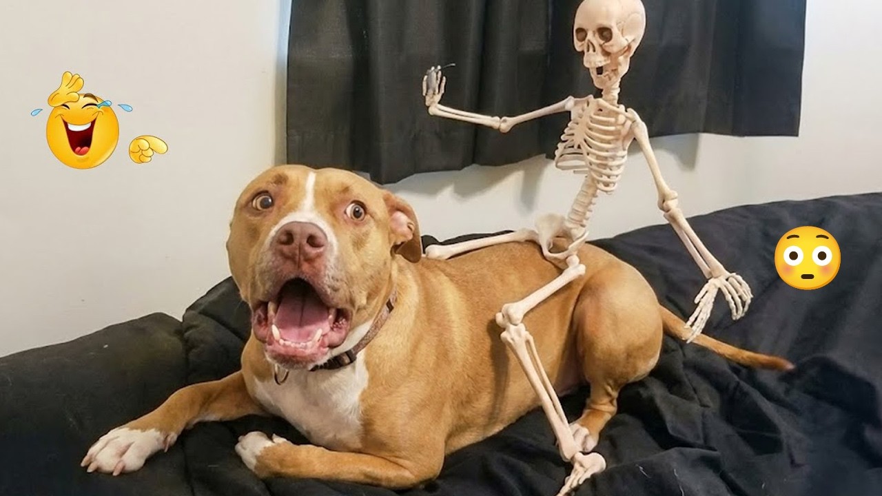 FUNNY DOGS Being Absolutely Ridiculous 😂🐶 Funniest Dog Moments That Will Make
