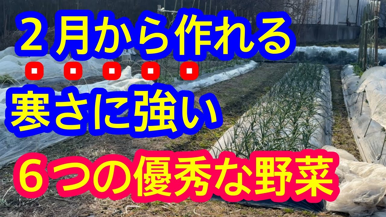 【最新版】プロが教える『２月から作れる６つの野菜』。寒さに強いのは当たり前、夏野菜のスタートにも被らない理由も解説します。