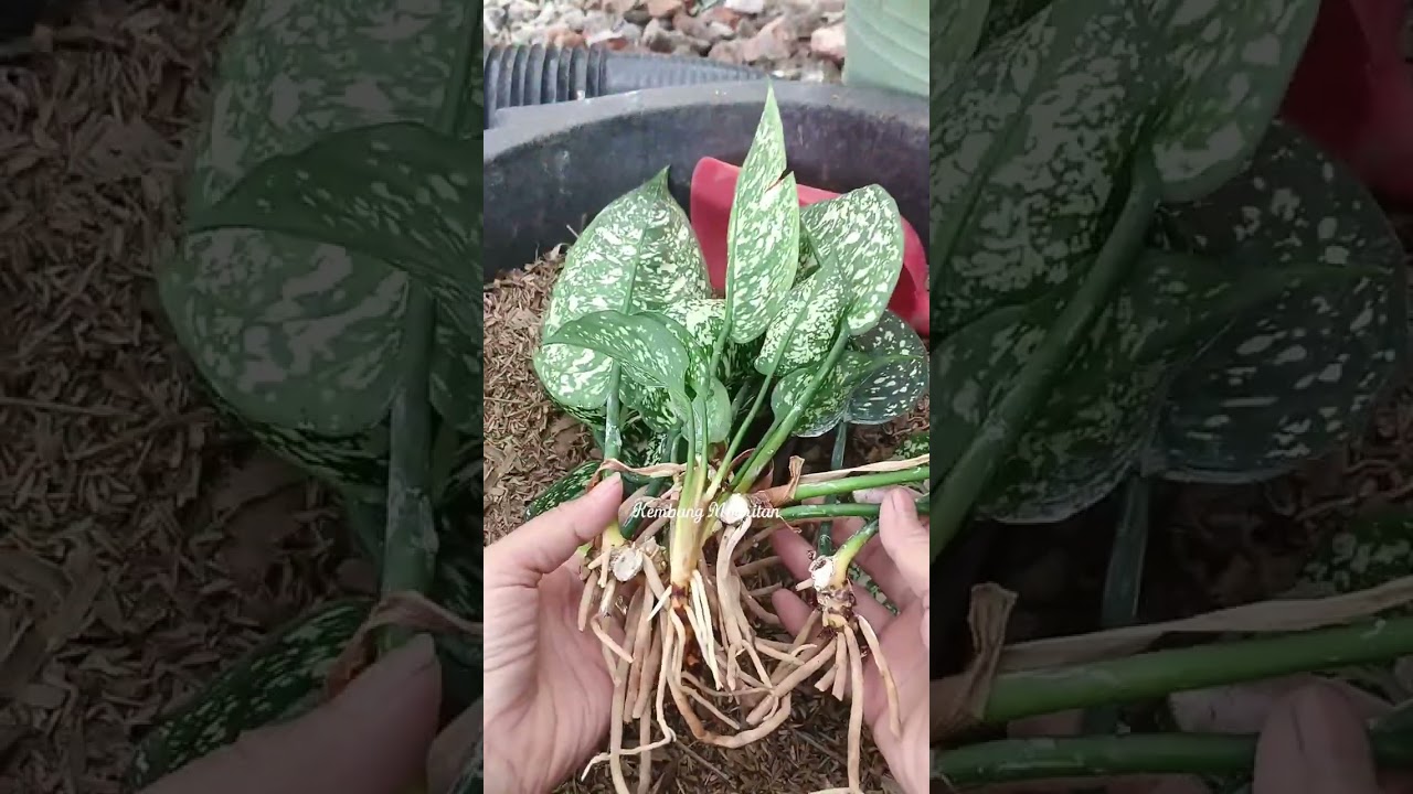 perbanyakan aglaonema