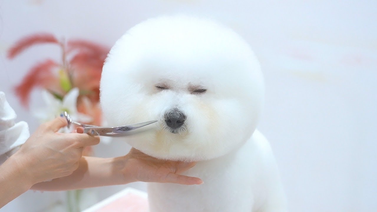 【コラボ】巨大な頭のビションフリーゼをカットしたらわたあめになりました笑