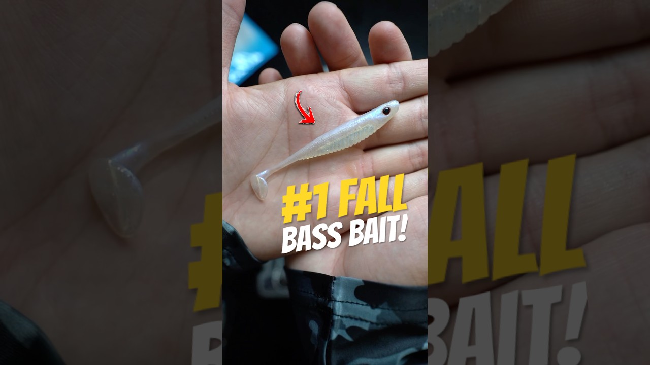 The ONLY Fall Bass Fishing Lure You Need 🎣🔥 #fishing