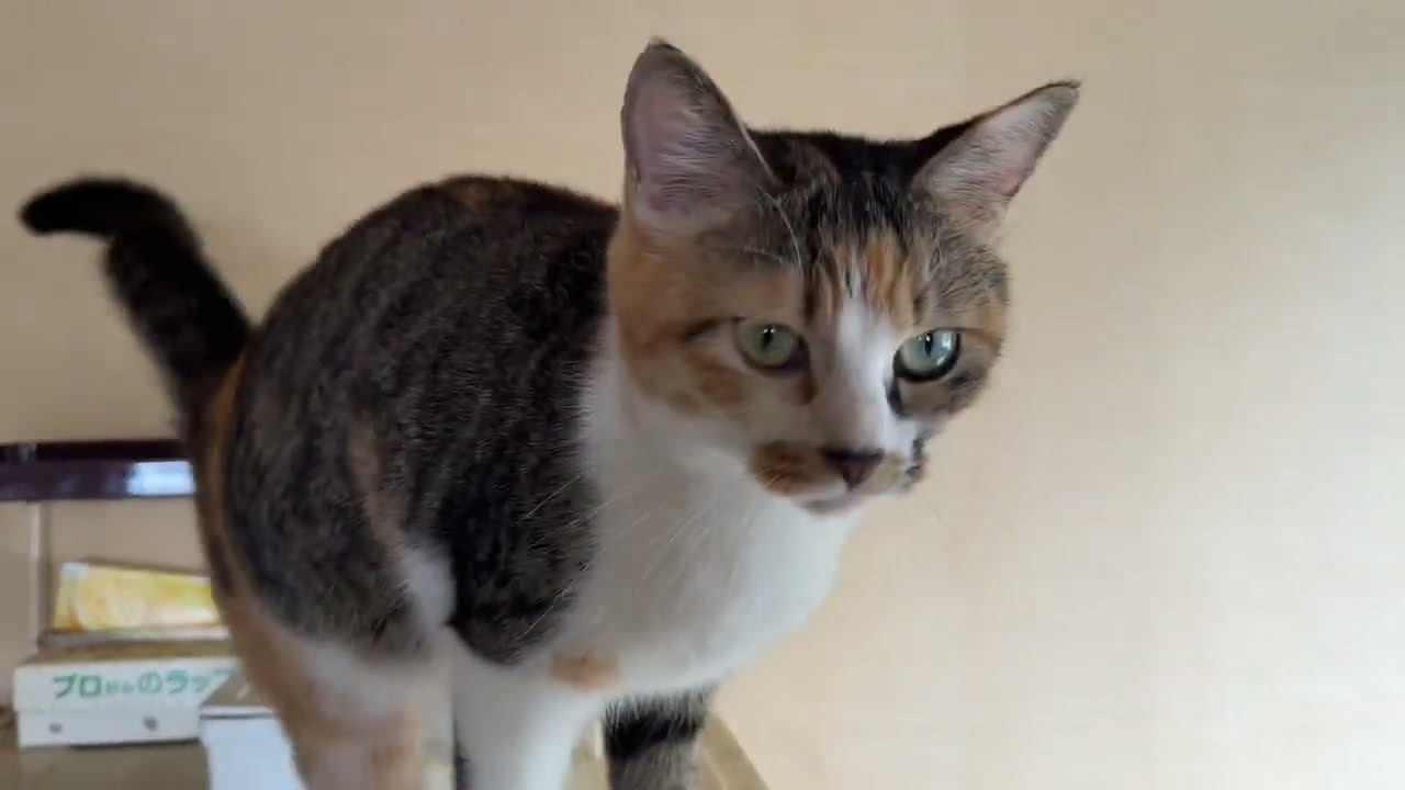 三毛猫ミックス、家の中を動き回り、なでなでしてほしい場所へ