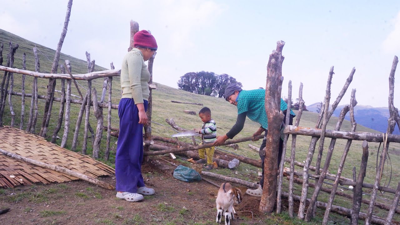 manjita family making fence gate of their sheep hut || shepherd life of Nepal || Himalayan Life