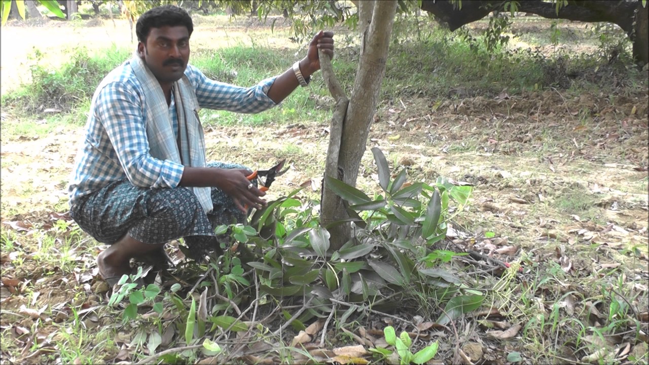 A Success Story in Cultivating Mango in Natural Farming Method_Kadapa_DoAg&DigitalGreen