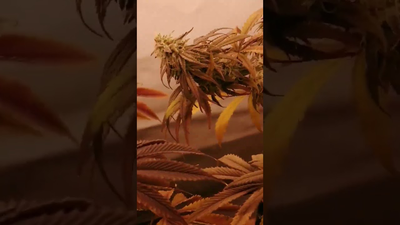 sorry about the shakes,Mimosa x Orange Punch, Barney's Farm, Kush n Cookies CBD, terps🤤