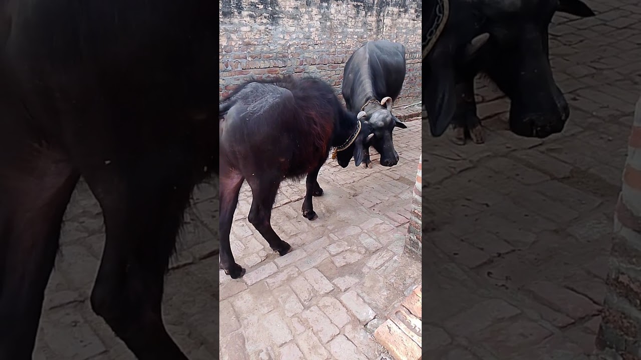 खुशी मनावै मंगल गावै फुल बगावै लैडी 