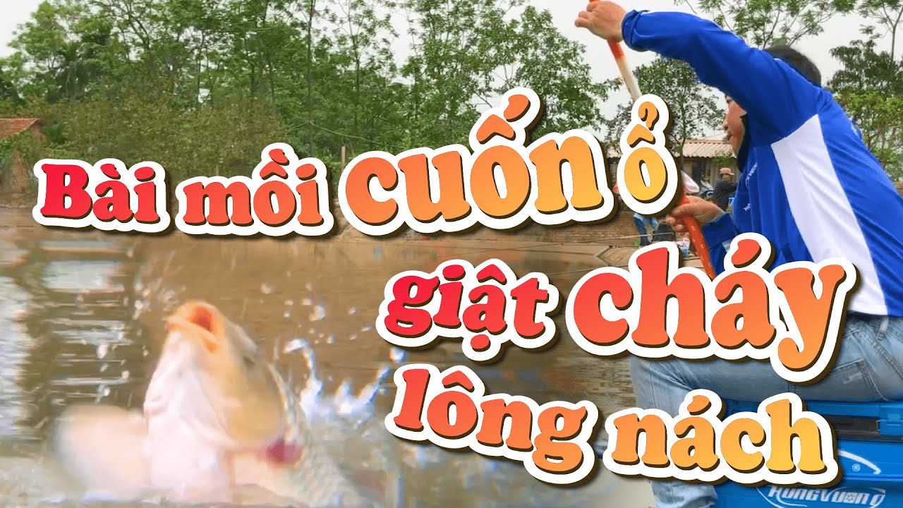 Hướng dẫn sử dụng ĐŨA TRE để câu cá chép hồ dịch vụ - Bài mồi cuốn ổ giật cháy lông nách