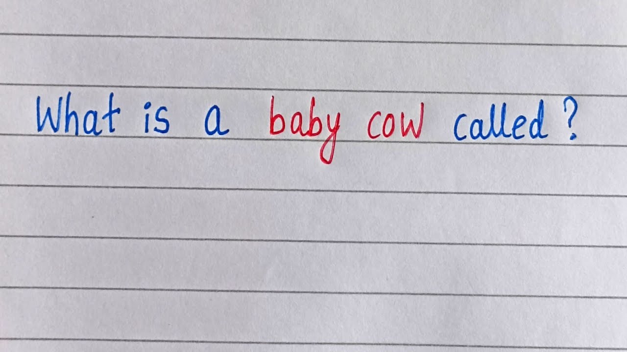 What is a baby cow called 