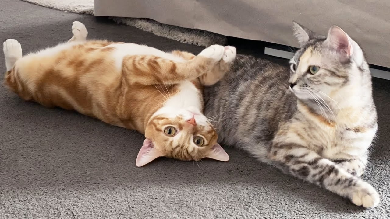 Cat gets a best friend! Watch how these cats become best friends!