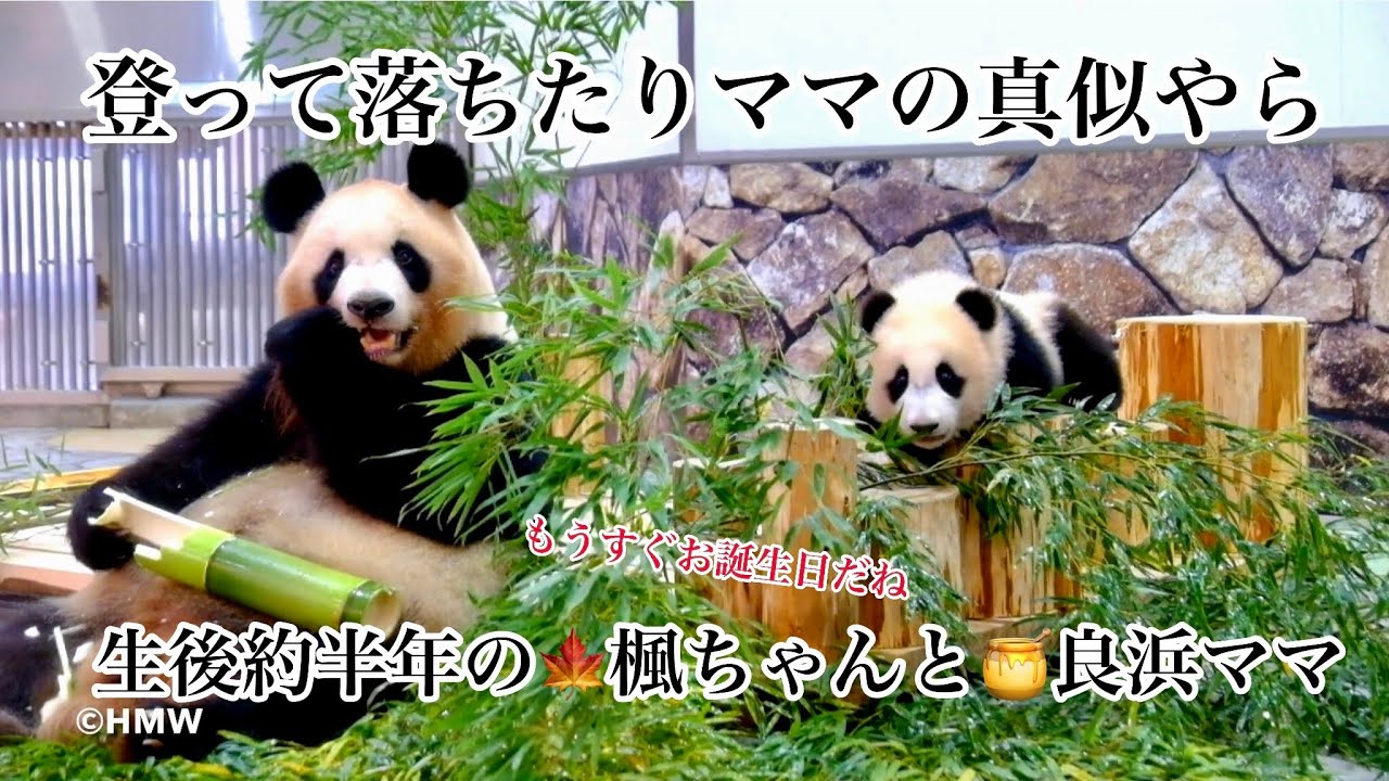 もうすぐ誕生日🍁生後半年の楓浜と良浜ママ～ただただ見つめていたいすべてが可愛い楓ちゃんとどこまでも大らか優しい母の良浜の愛をごゆっくりどうぞ#panda #楓浜 #アドベンチャーワールド