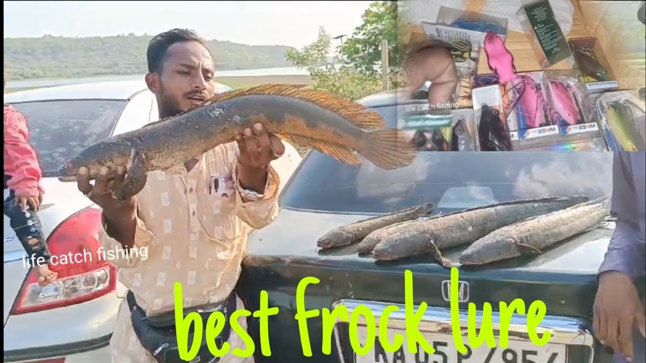 best frock lure||best breed line for snake head||Murrel fish catching||how to catch murrel fish