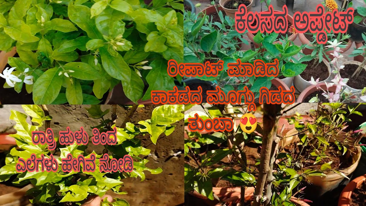 #ಹೂವು_ಇಲ್ಲದ_ಕಾಕಡ_ರೀಪಾಟ್_ನಂತರ_ಮೊಗ್ಗುಗಳು_ನೋಡಿ//