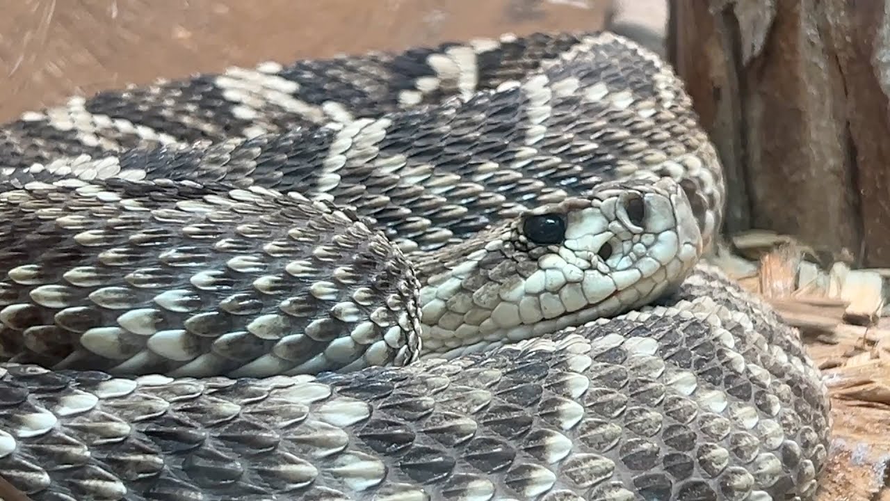Как зоопарки ухаживают за змеями (в том числе ядовитыми)