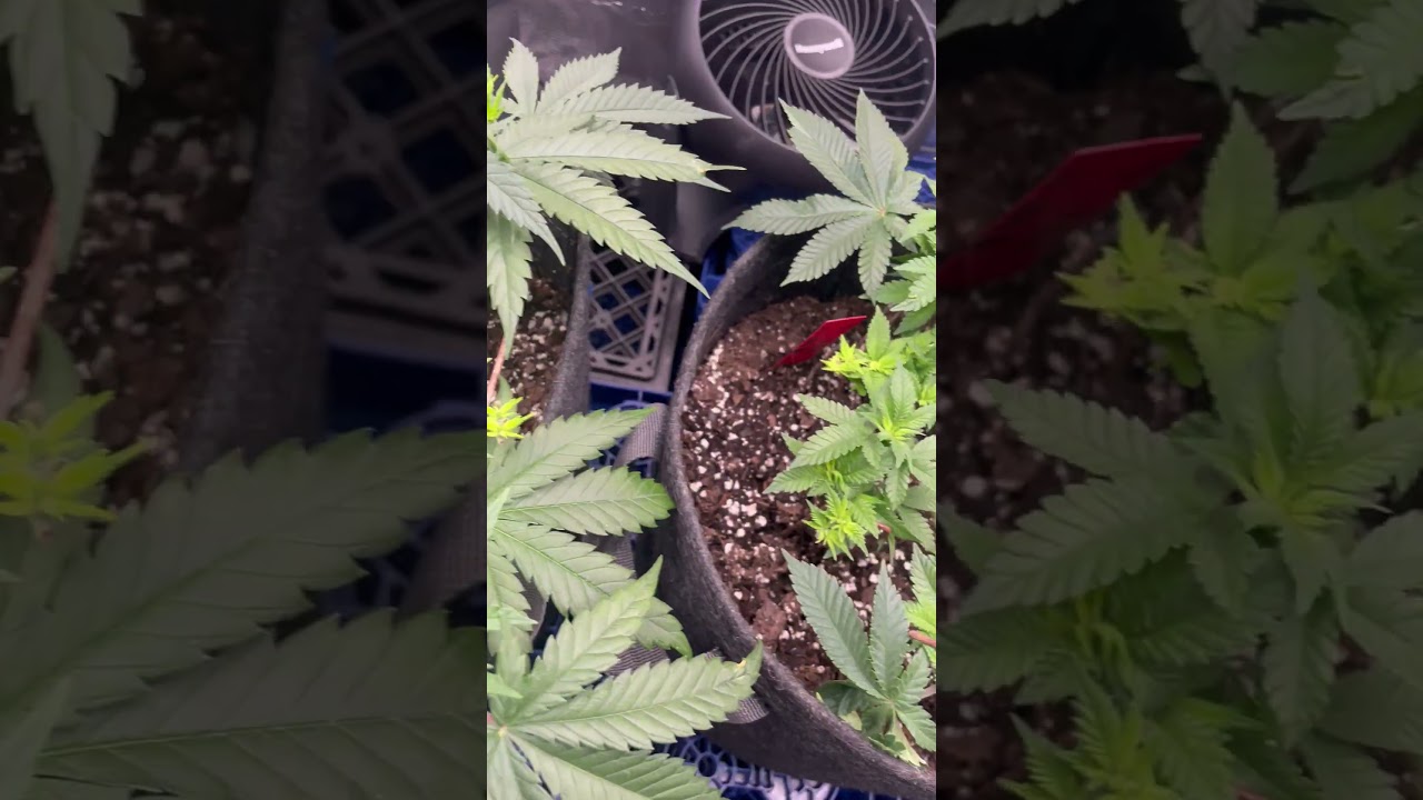 Mid veg.
