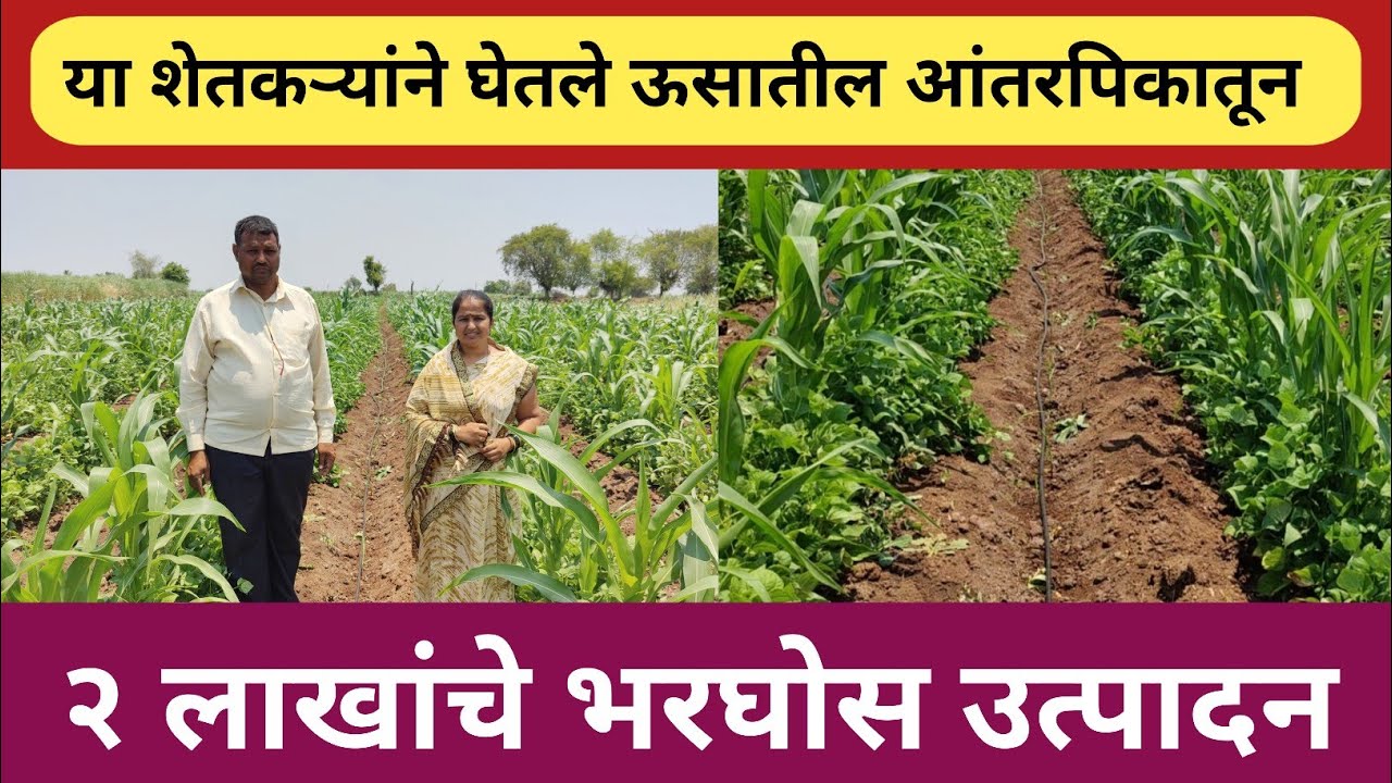 ऊस पिकातील या आंतरपिकातून घेतले या शेतकऱ्यांने २ लाखाचे उत्पादन | ऊसाती आंतरपिकातून लाखोंचे उत्पादन