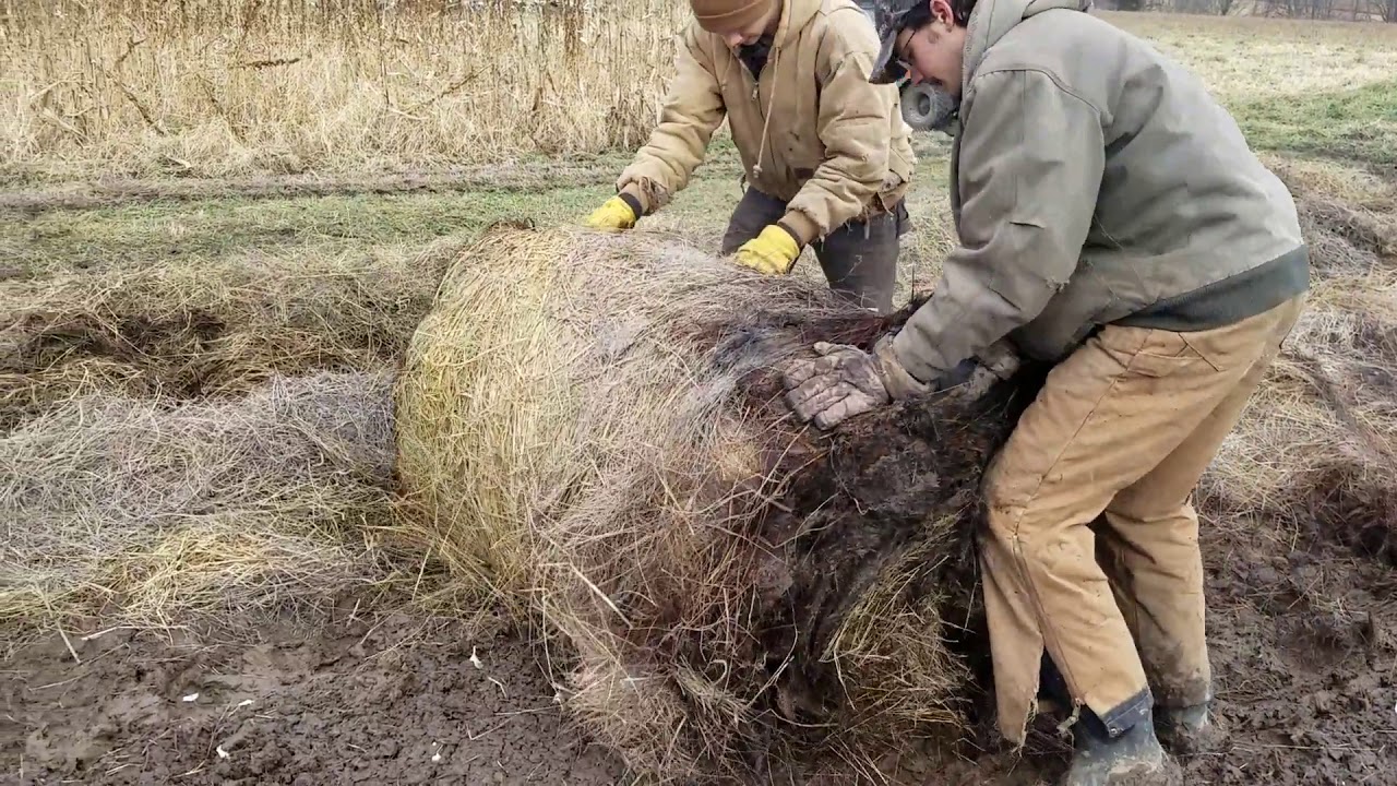 Covering Fall Planted Garlic