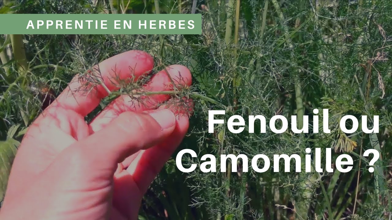 Le fenouil sauvage et les risques de confusion