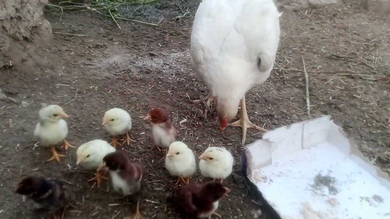 “Cutest Moment Ever: Mommy Hen & Baby Chick Share Wheat 🐔❤️”. #CutestEver #BabyChick #HenLife