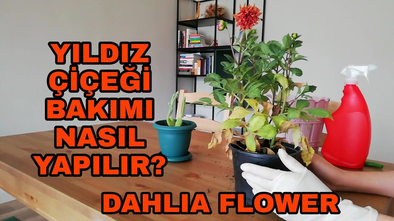 Yıldız çiçeği (dahlia çiçeği) bakımı nasıl yapılır?
