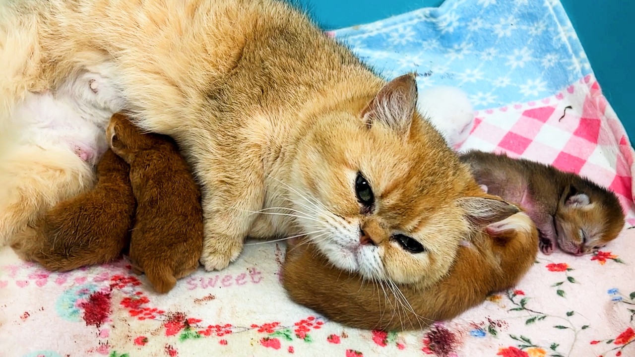 Мама кошка родила недоношенных котят но не хочет их кормить. Субтитры!