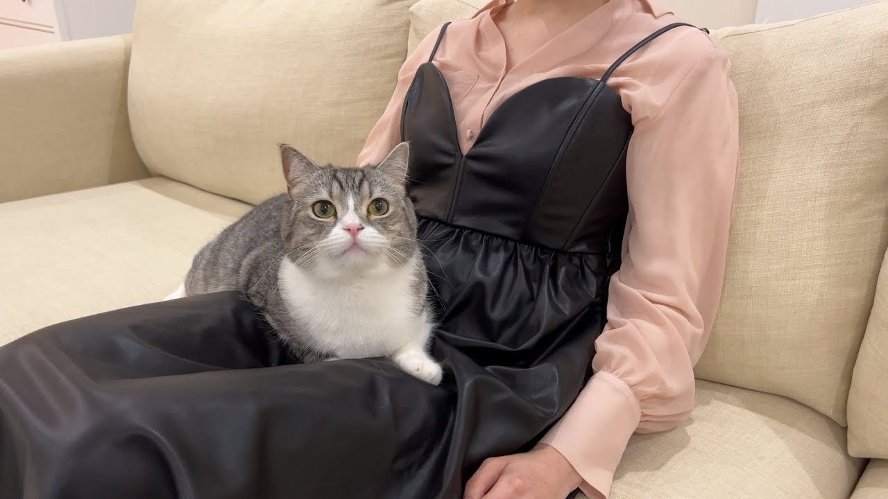 突然大好きな美女が遊びにきたら人見知りなはずの猫がこうなってました…