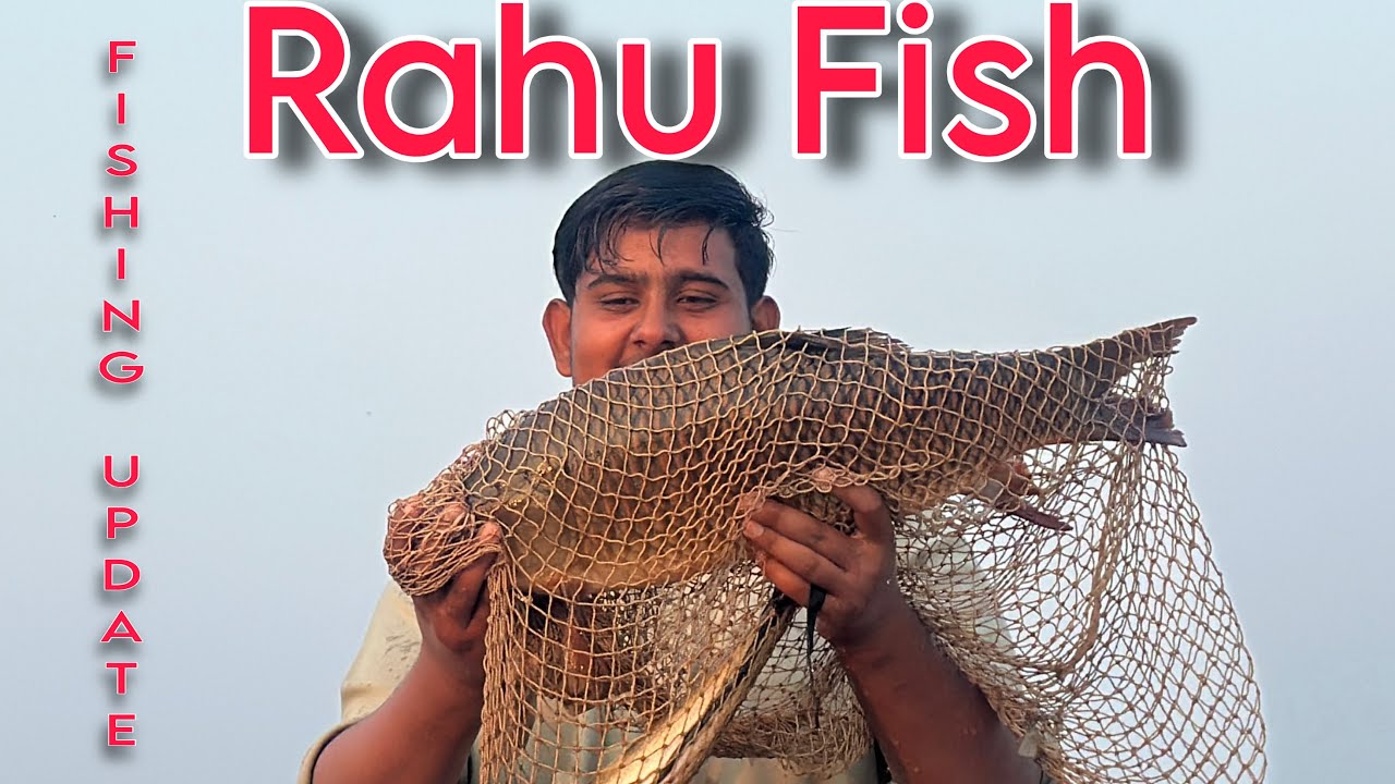 Mangla Dam Fishing Update | raho Fish 