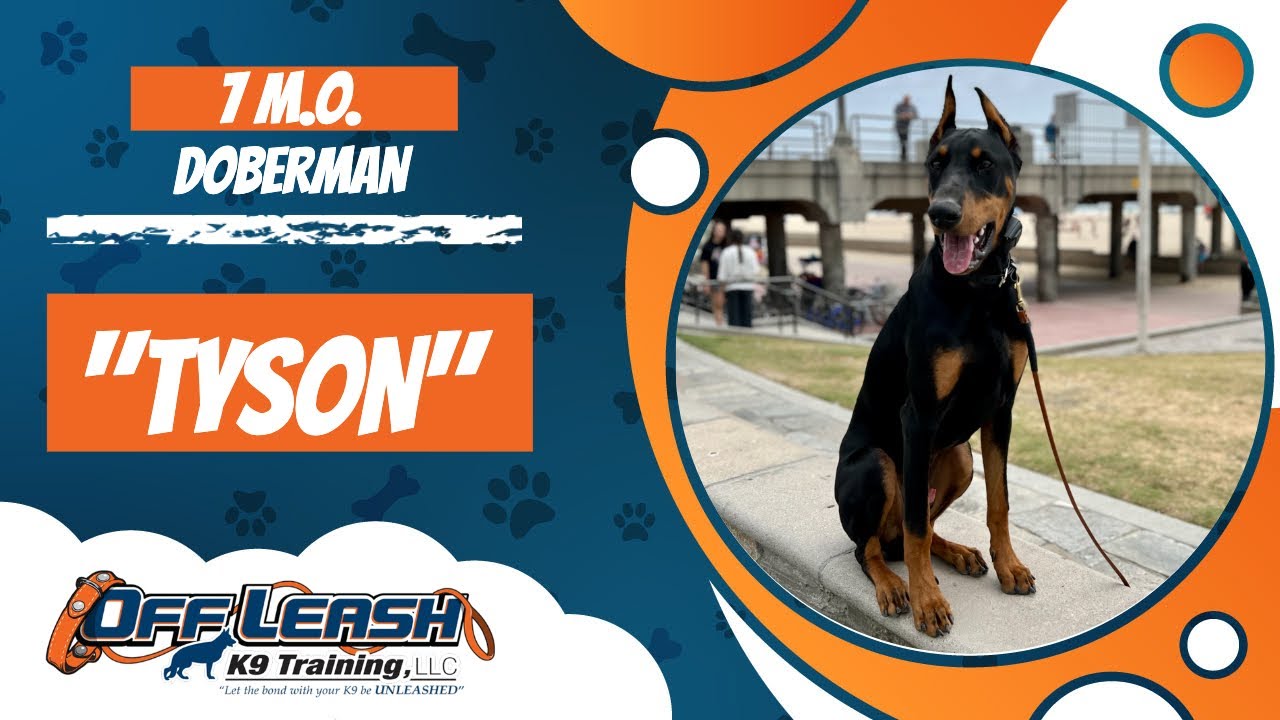 DOBERMAN 🐶🦮Off leash Dog Training / Obedience Training 🦮🐶