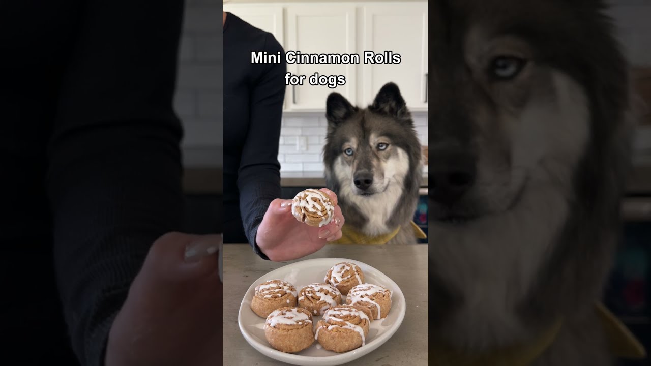 How To Make Cinnamon Rolls For Dogs! #shorts