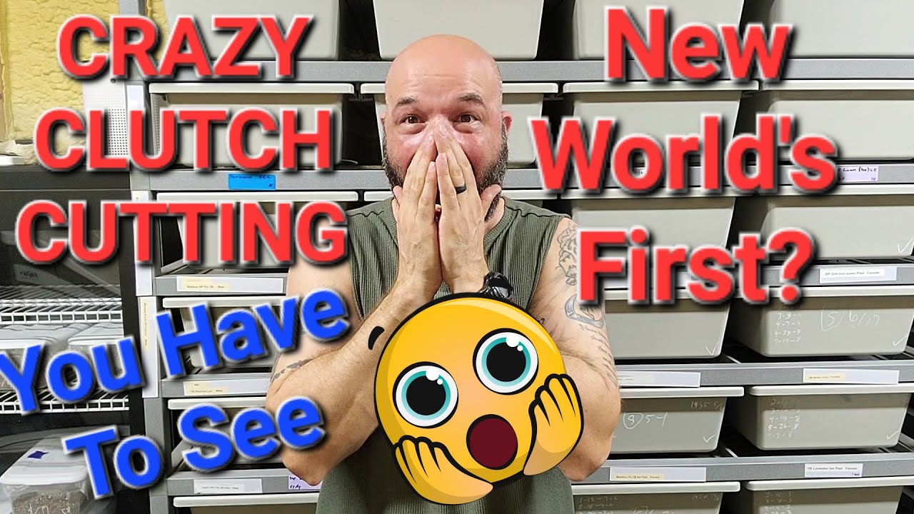 CRAZY Clutch Cutting. НОВЫЕ ПЕРВЫЕ В МИРЕ?