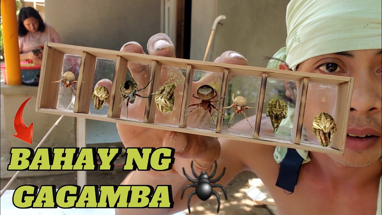 PAANO GUMAWA NG BAHAY NG GAGAMBA O PITAK (madali lang at maganda)