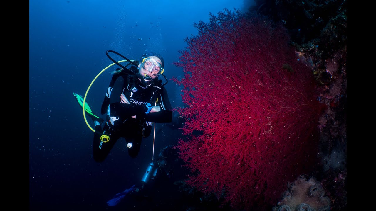 Diving in Raja Ampat 2019 on Amira liveaboard (Full)