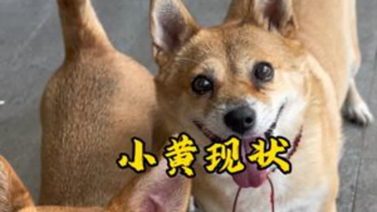 我家小黄的情况，向大家做一个简单汇报，希望小黄长久陪伴我们。#家有毛孩子 #࿆我࿆的࿆毛࿆孩࿆子࿆ #狗狗的日常