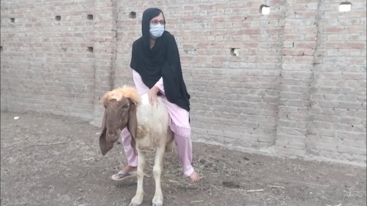 Sheep Riding Full Weight Part iii ll Esi Sheep Riding Jo Ksi Na Na Ke ll Rj imrana