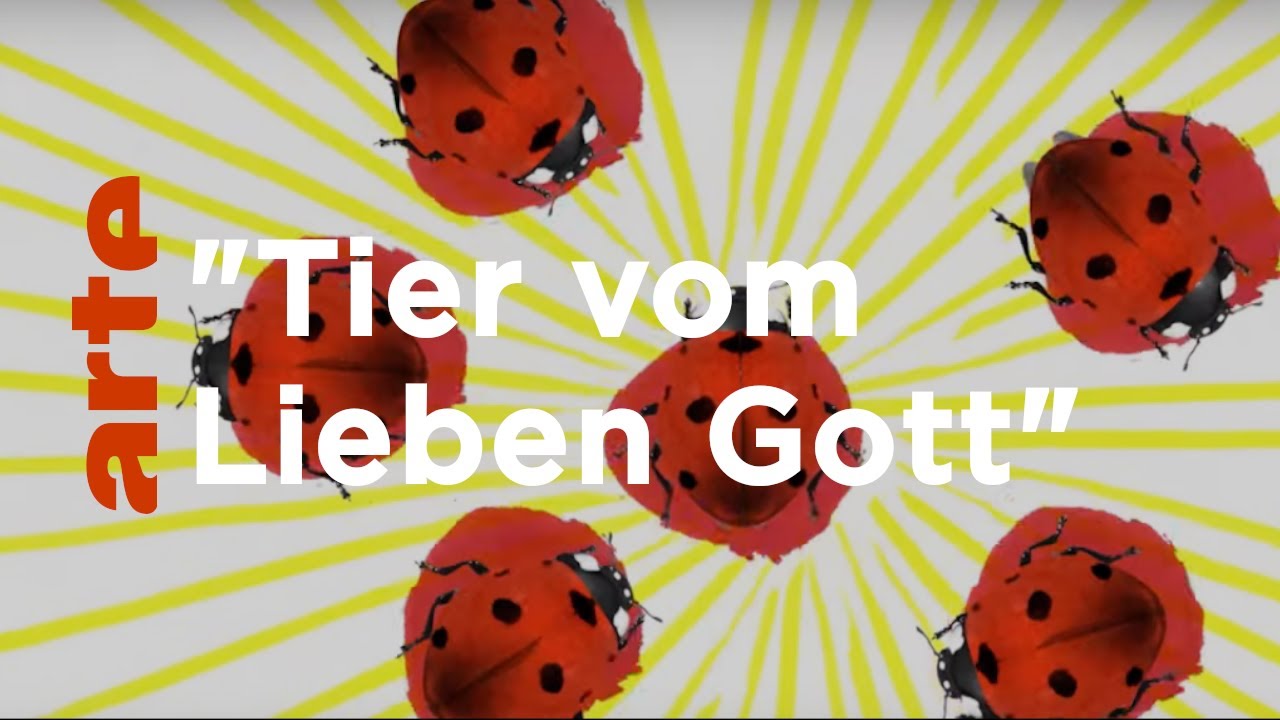 Der Marienkäfer – ein göttliches Tier | Karambolage | ARTE