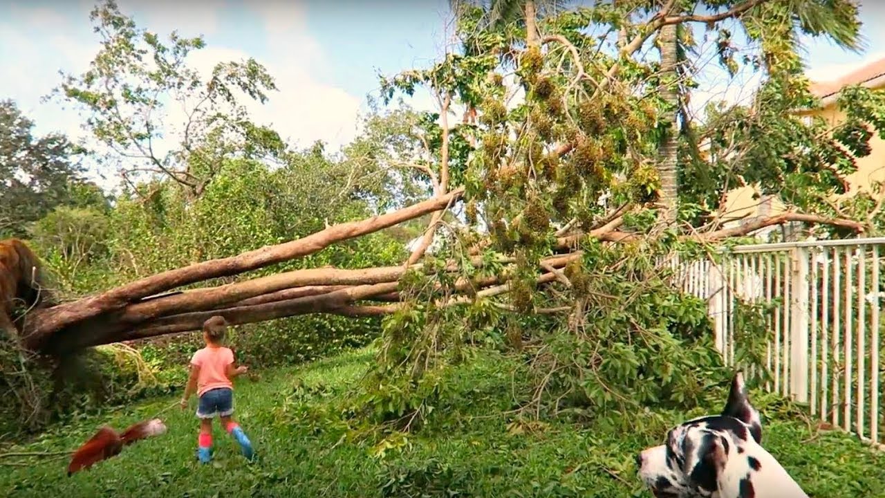 DZIEŃ PO HURAGANIE IRMA! STRATY, BRAK PLAŻY, WYRWANE DRZEWA