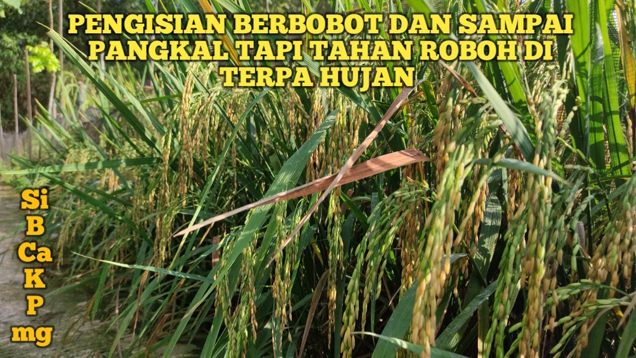 Inilah Rahasia !! Padi kuat tahan Roboh dan subur di musim hujan