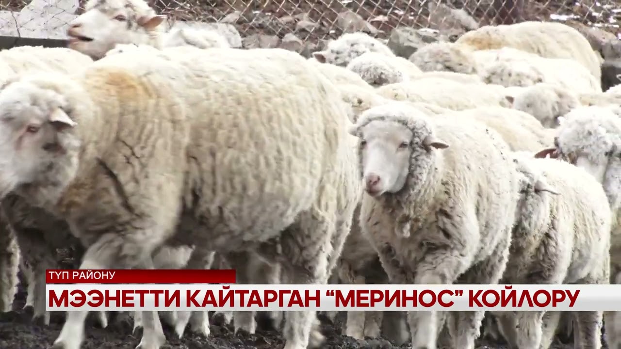 Мээнетти кайтарган 