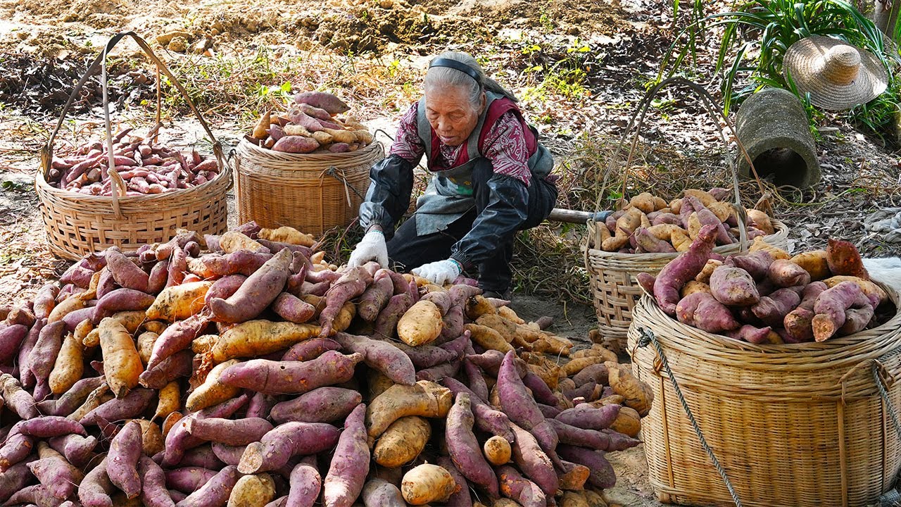 Using 500 catties of sweet potatoes to make sweet potato food紅薯怎麼做好吃？阿婆挖回500公斤，教你4種吃法，吃的過癮｜玉林阿婆