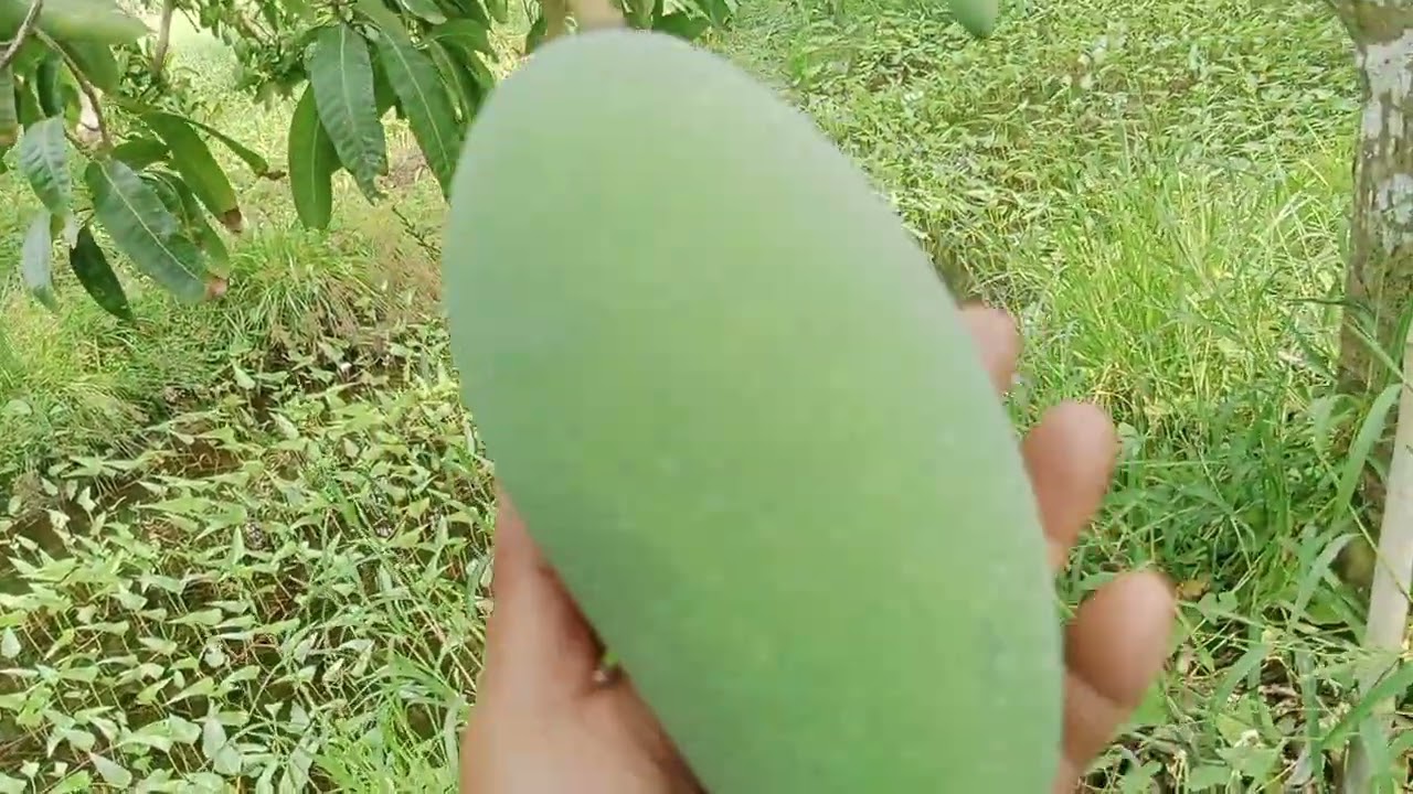 Xoài mình hiện tại giá thì rẻ lắm ae ơi 