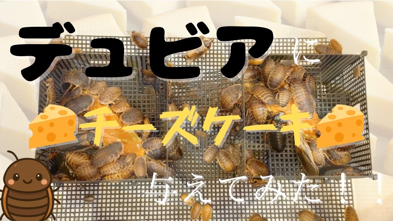 デュビアにチーズケーキあげたら食いつきが凄かった！！！[爬虫類飼育者必見]