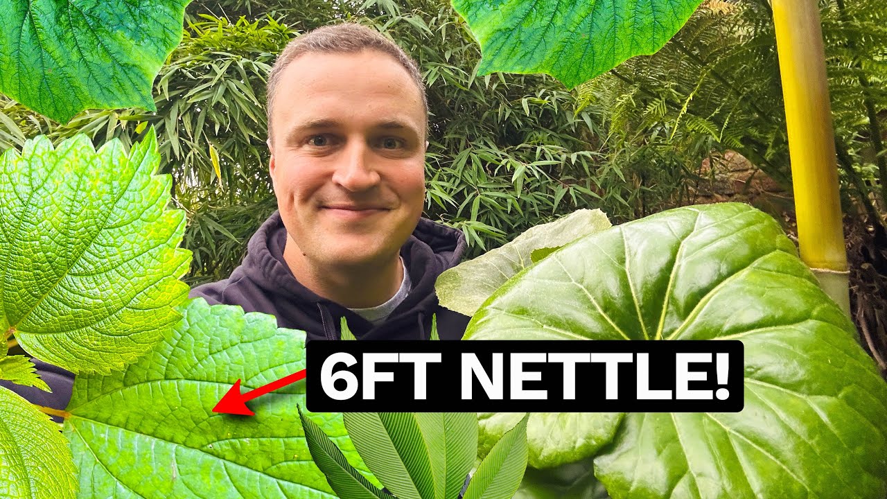 Adding some Monster Jungle Plants to our UK Tropical Garden...